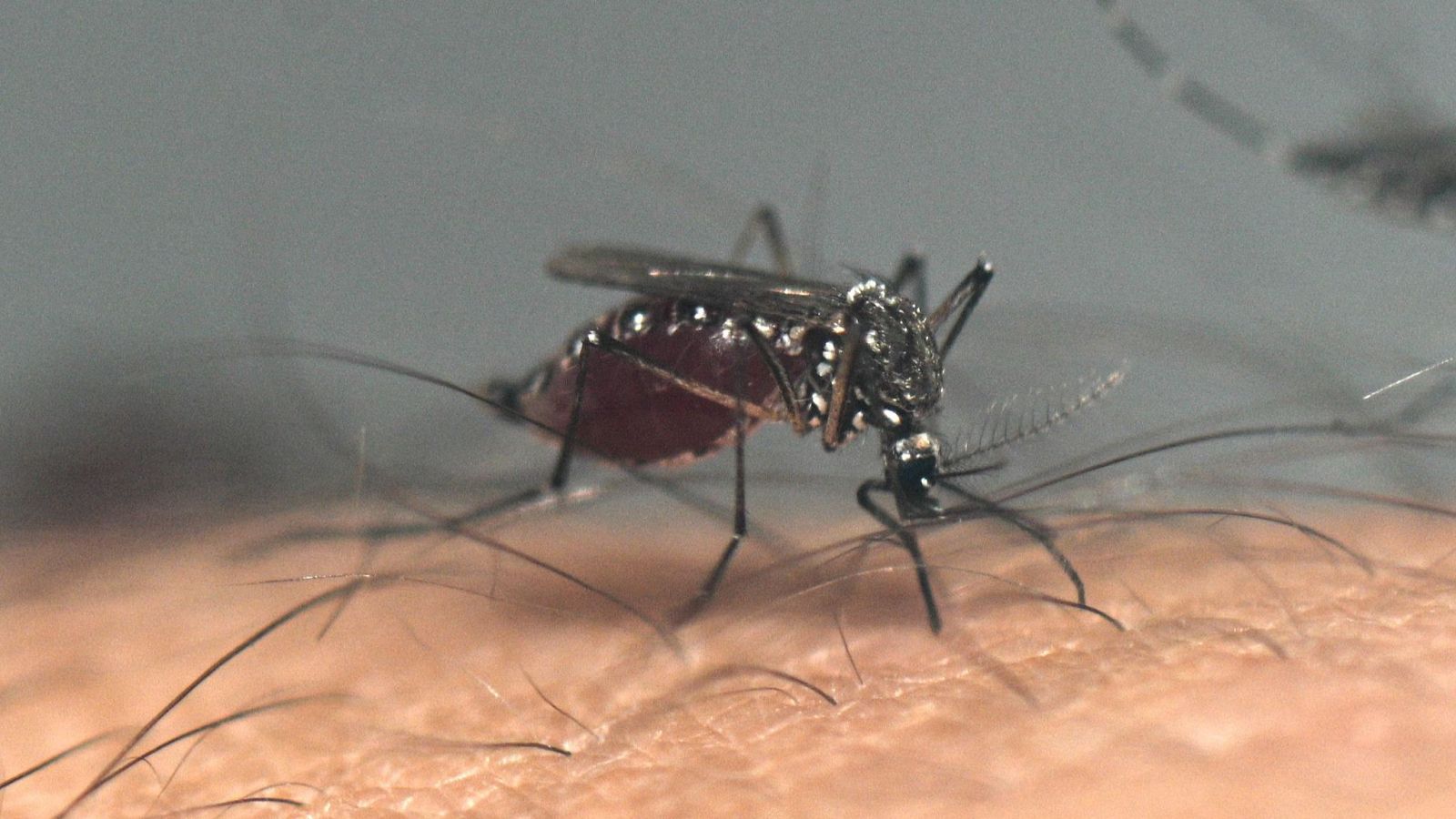 Vídeo: Preocupante aumento de casos de dengue en América Latina