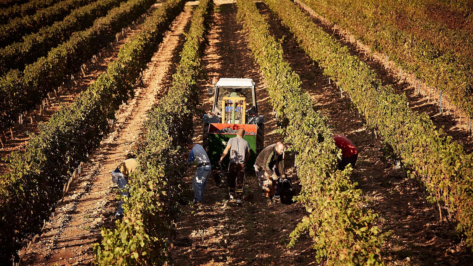 España a la búsqueda de temporeros en el extranjero para trabajar en el campo