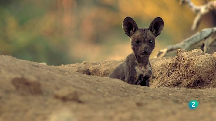 Som Documentals - Nascut per ser salvatge: Lyca, el cadell de licaó