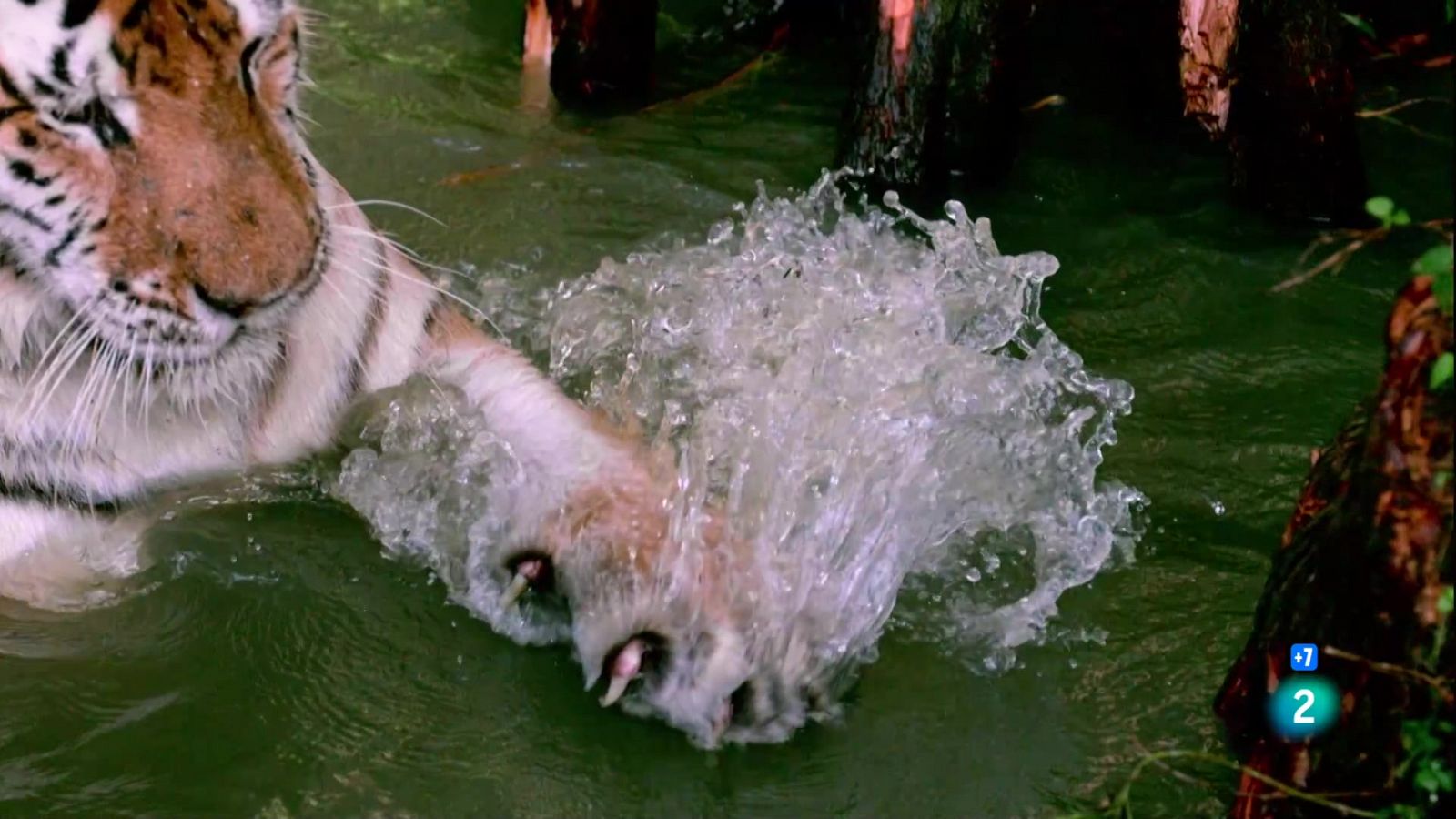 Grans Documentals - Arsenal Animal: Dents i urpes - Veure ara