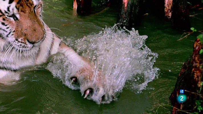 Som Documentals - Arsenal Animal: Dents i urpes