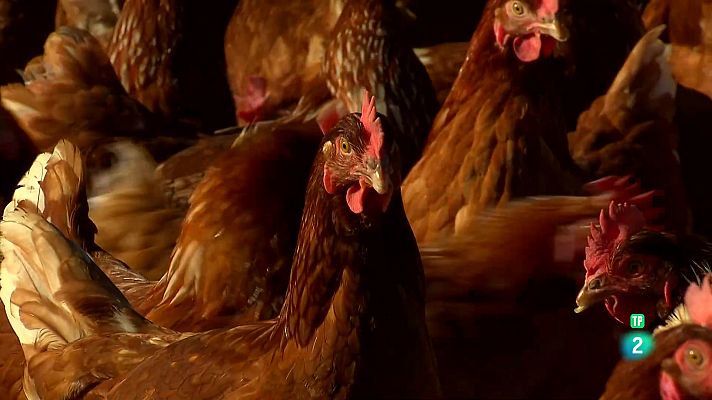 Laura Polo y sus gallinas felices