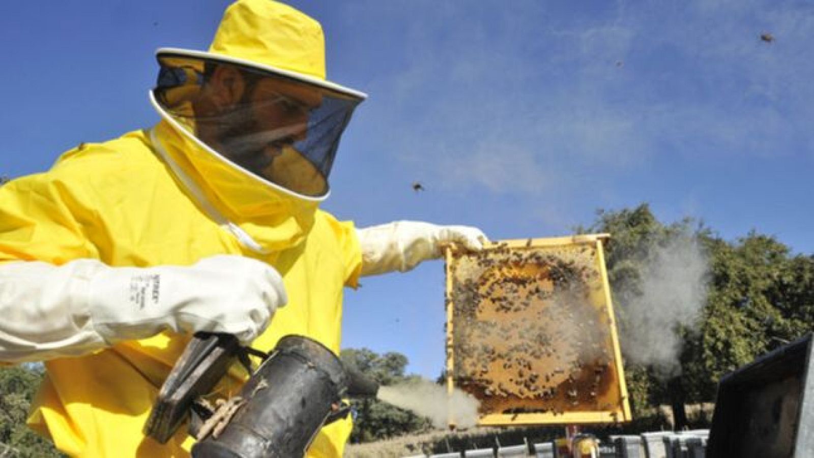 Para Todos La 2-Las abejas y la biodiversidad - Para todos La 2 | Ver