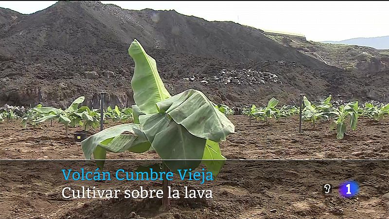 Es la primera vez que se cultiva sobre la lava del Volcn de Cumbre Vieja.