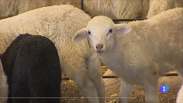 Informativo Telerioja - Informativo Telerioja  - 05/04/24 - Ver ahora