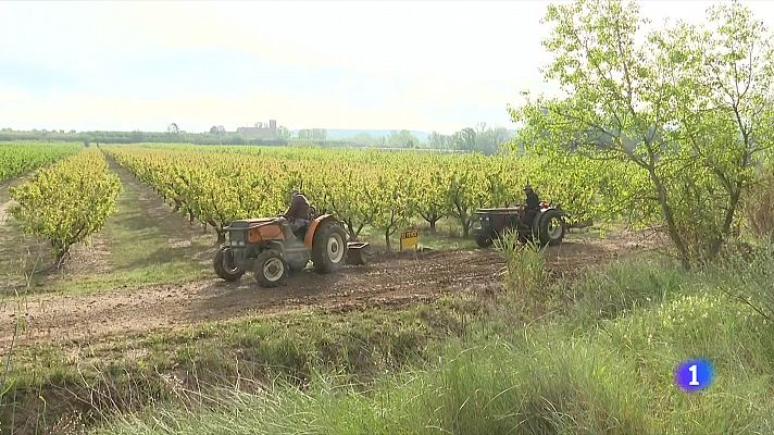 Demanen solucions per a les finques de fruiters inundades a Massalcoreig