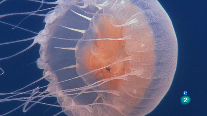 Som Documentals - Arsenal Animal: Escopits i picades