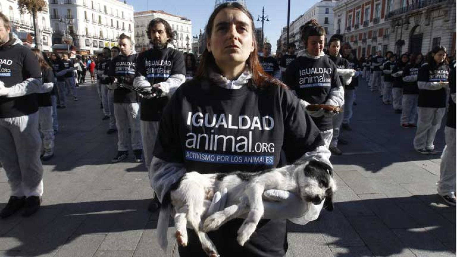   Más de un cententar de activistas se ha manifestado hoy en la Puerta de Sol para reivindicar los derechos de los animales. Pertecenecen a la Organización Igualdad Animal y defienden el veganismo como forma de vida. En la protestas han exhibido animales muertos hallados sin vida en contenedores de mataderos y carnicerías .