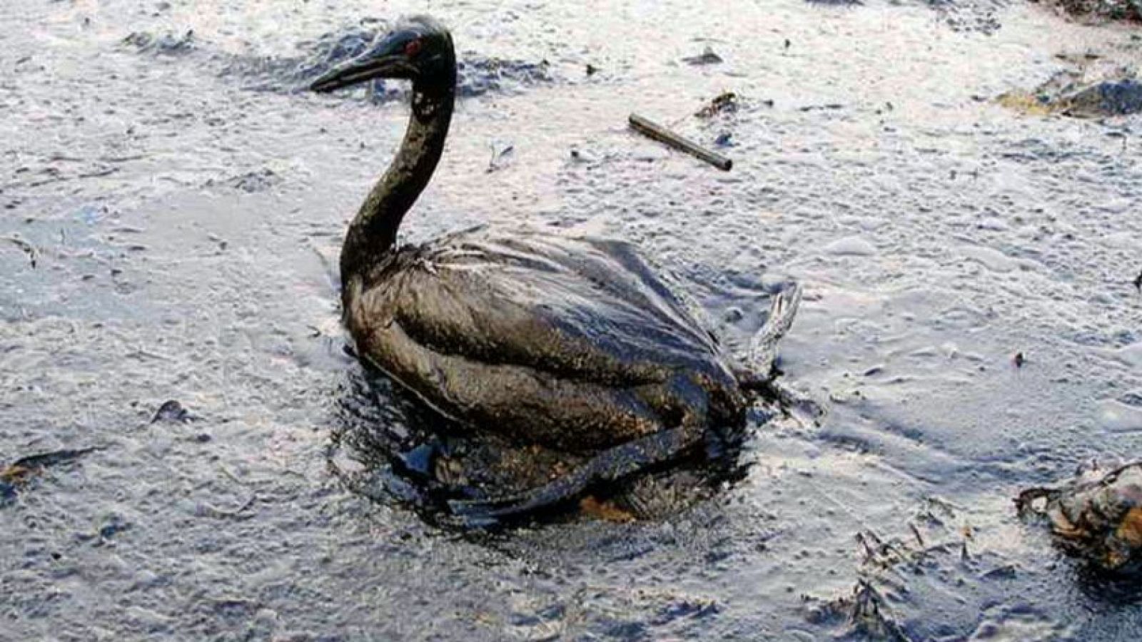 Multas por delitos ambientales - Para Todos La 2 - Para todos La 2 | Ver