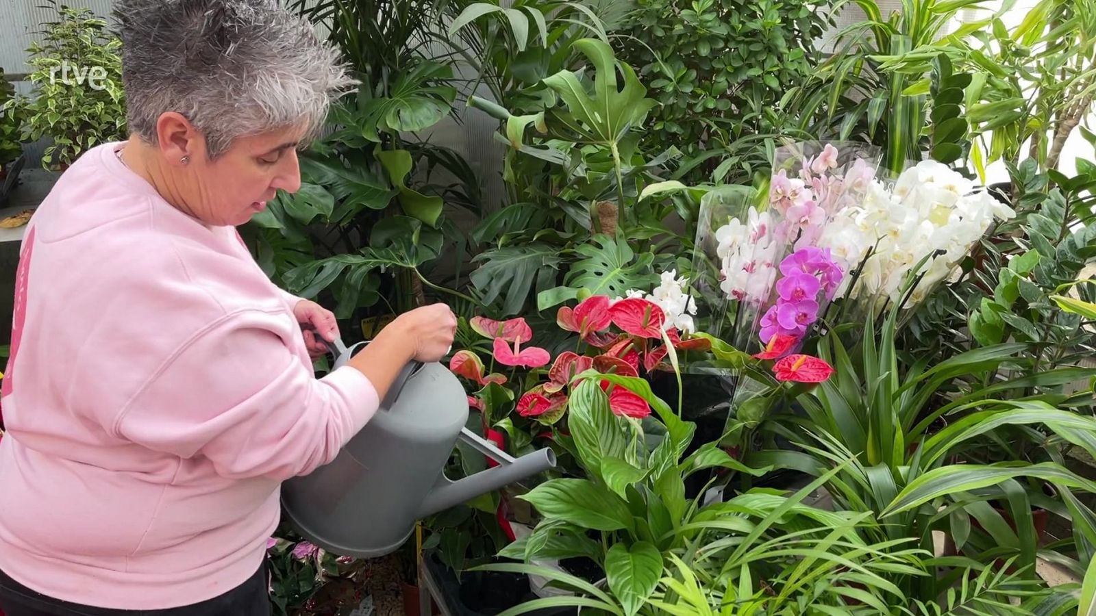 Lliri de la pau - Va de Verd | RTVE Catalunya - Va de verd | Veure