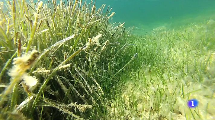 L'acidificació, un dels fenòmens que pateix el mar Mediterrani