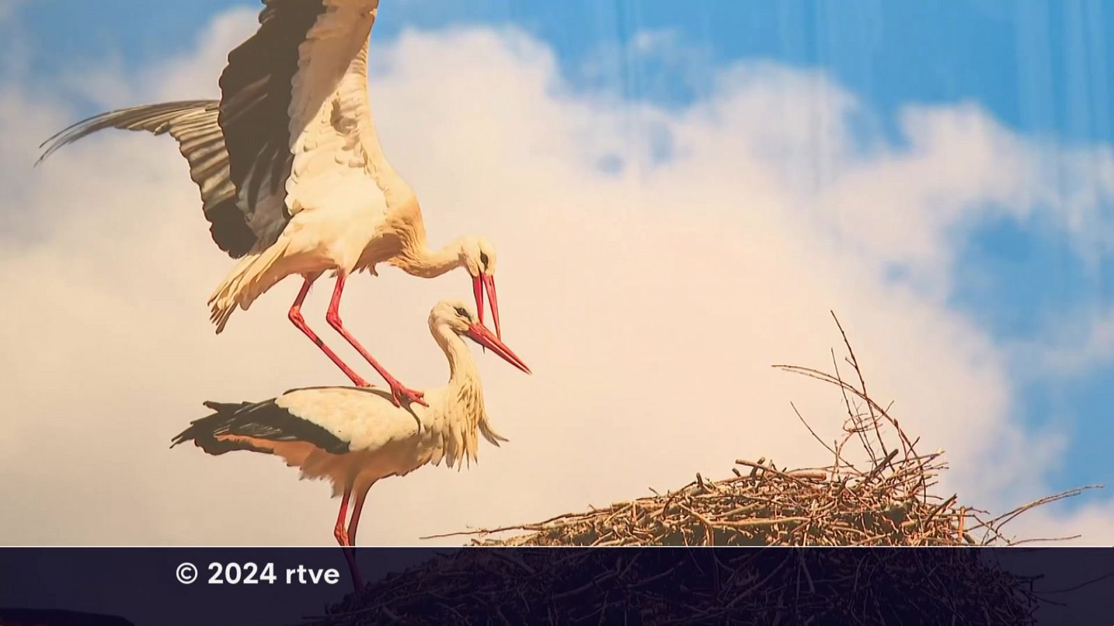 Informativo Telerioja  - 11/04/24 - Ver ahora | Ver