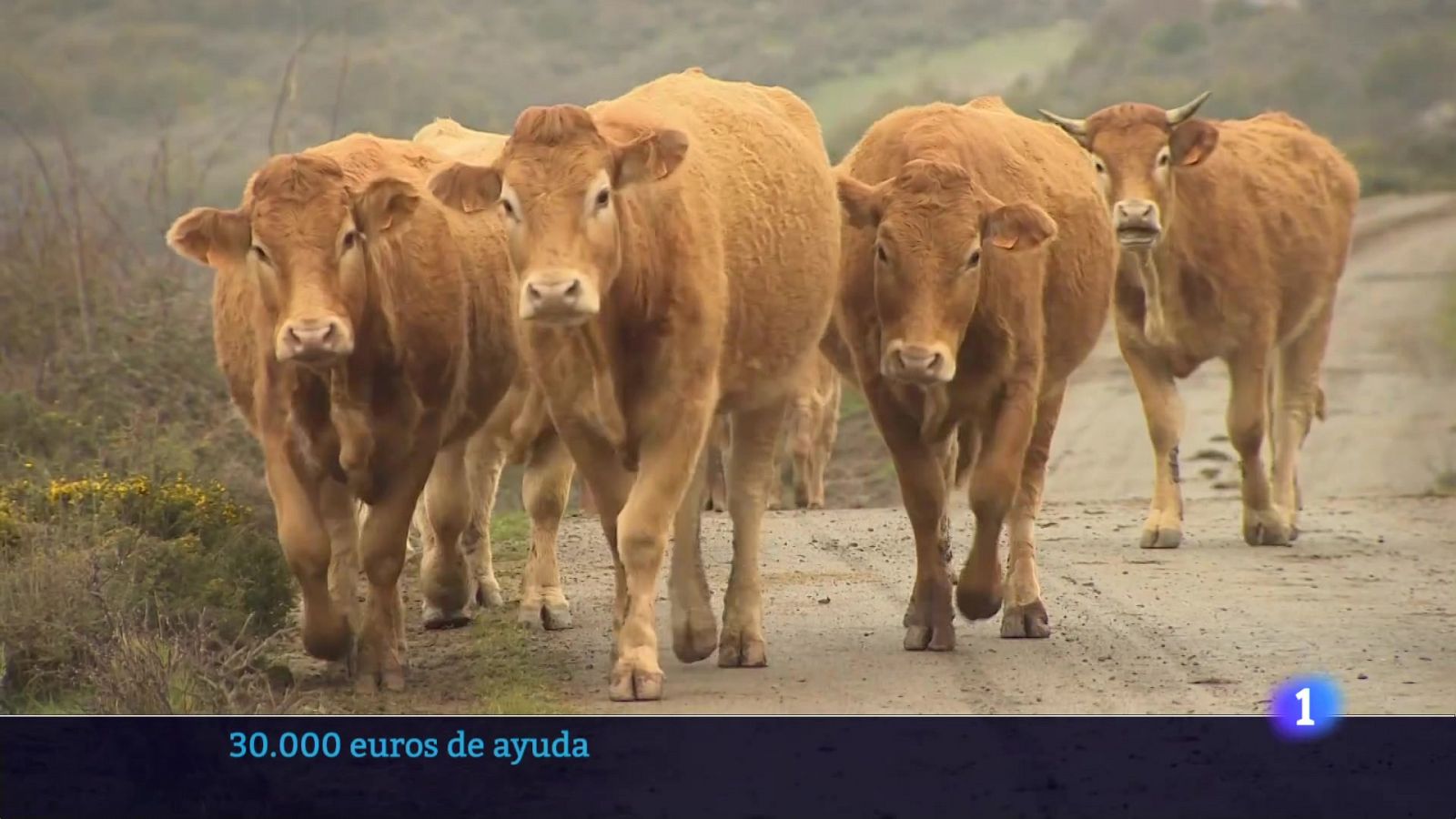 Informativo Telerioja - Programa de actualidad en RTVE Play