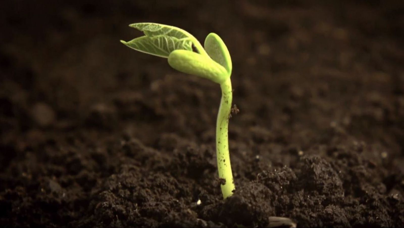 El escarabajo verde - Germinar el olvido