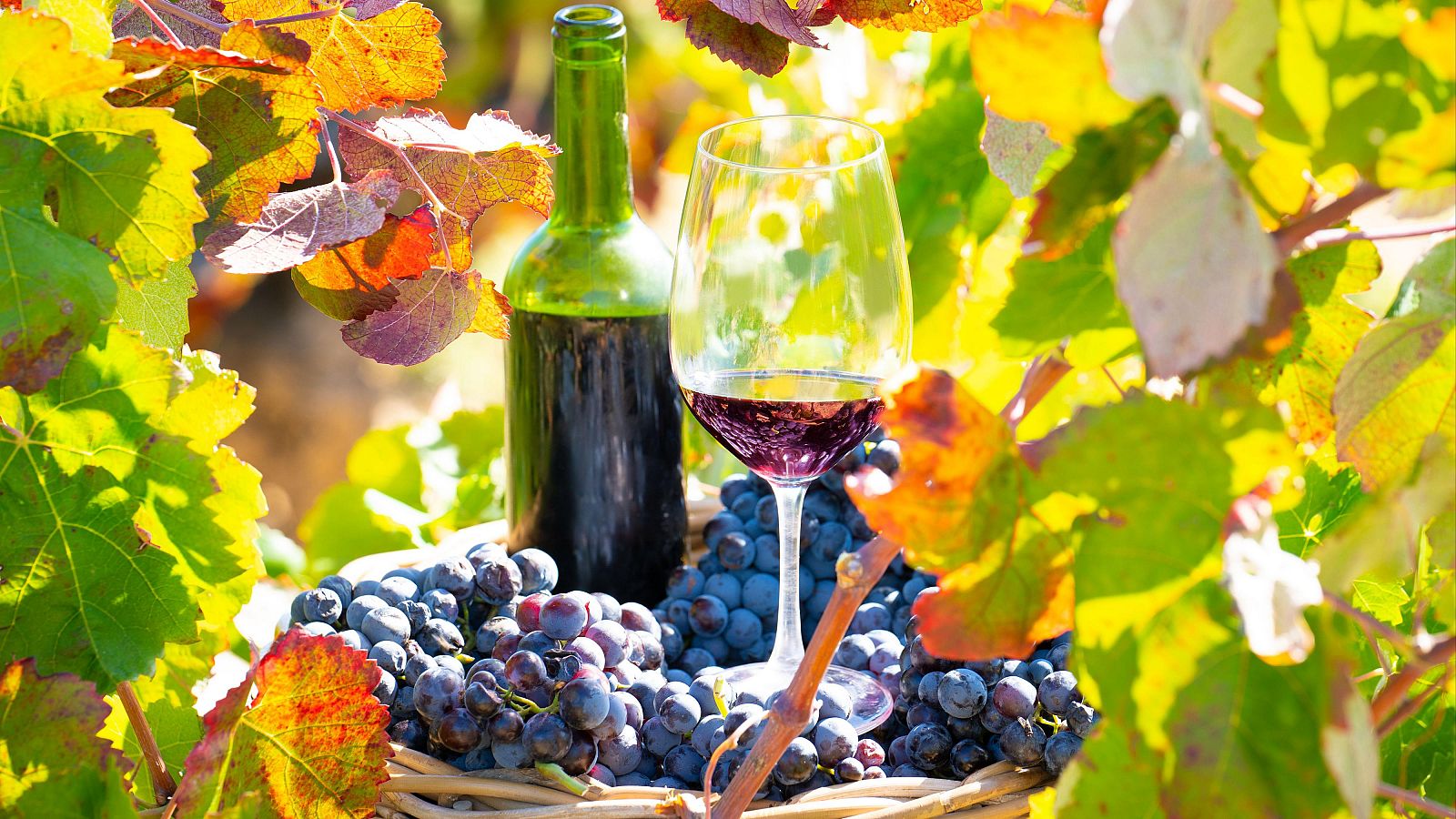 Los efectos del cambio climático preocupan a enólogos y viticultores | Ver