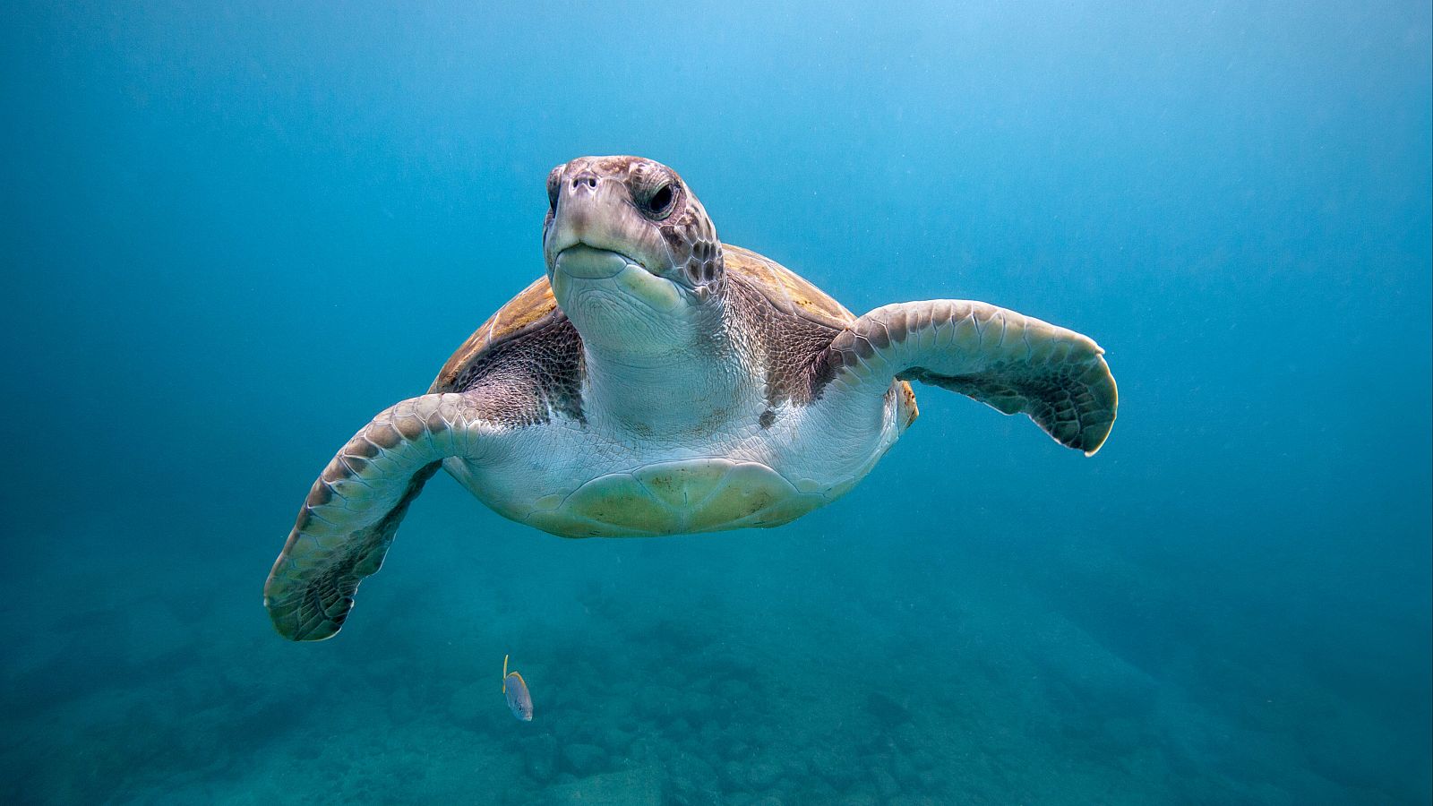 Investigación y contaminación: los retos de los océanos | Ver