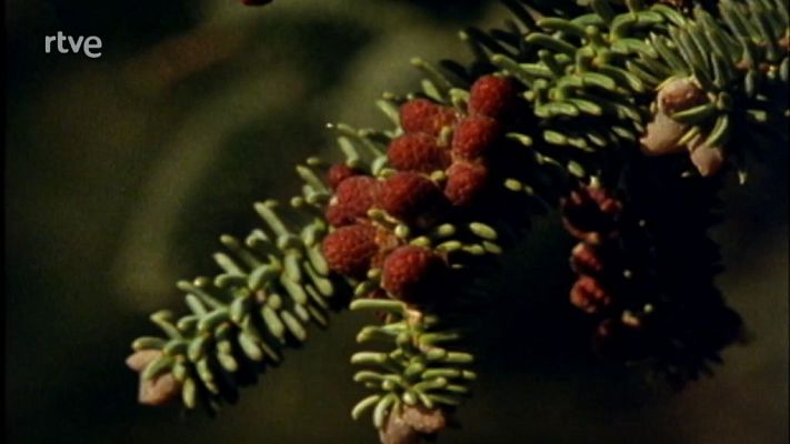 Nuestros árboles - El pinsapo