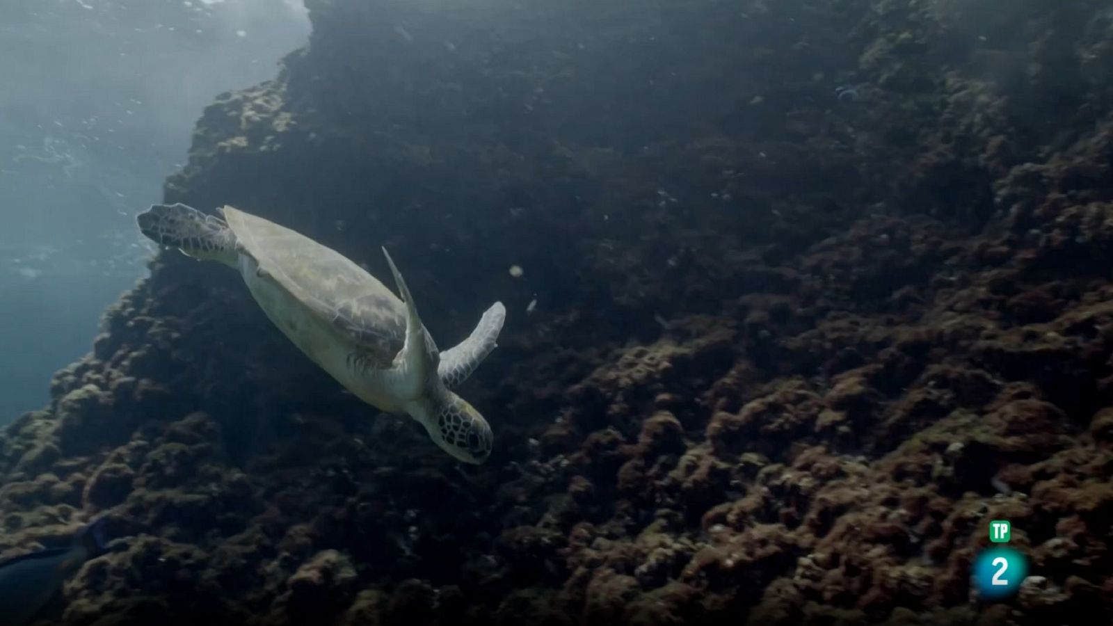 El mar d'Aràbia: El llegat d'una tortuga | Grans Documentals