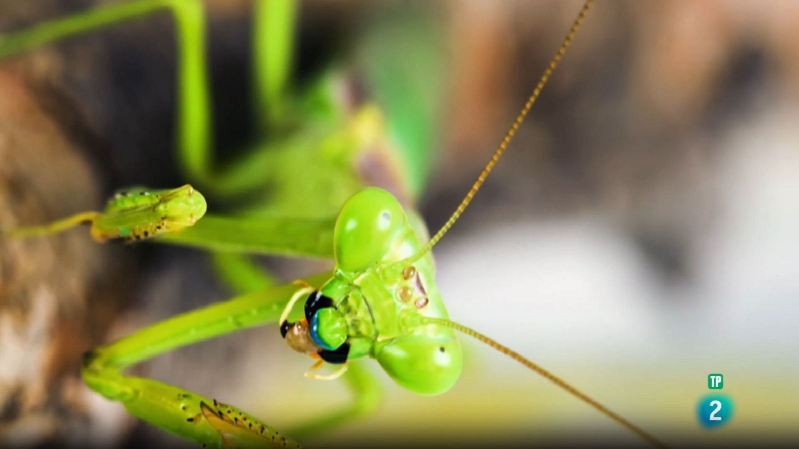 Grans Documentals - Súper sentits, forces especials: Patrulles - Veure ara