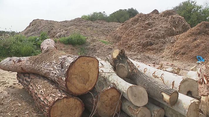 Pla de xoc a l'Ametlla de Vallès per mantenir net el bosc