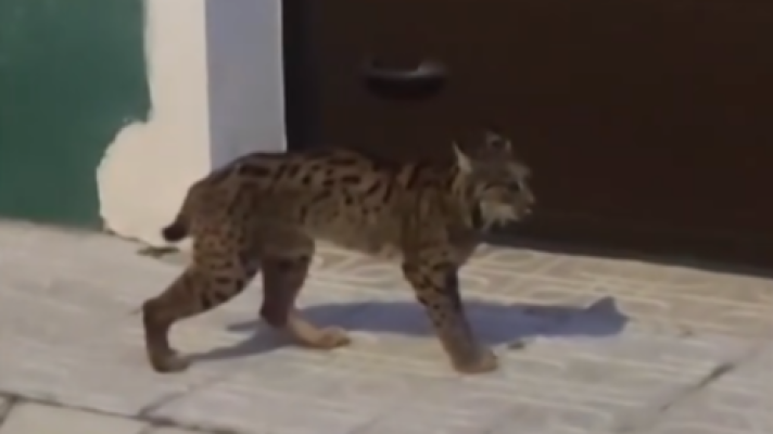 Telediario 1 - Encuentran un lince desorientado caminando por las calles de Munera, en Albacete