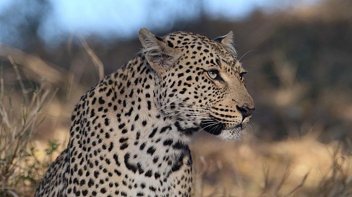 La soledad del leopardo