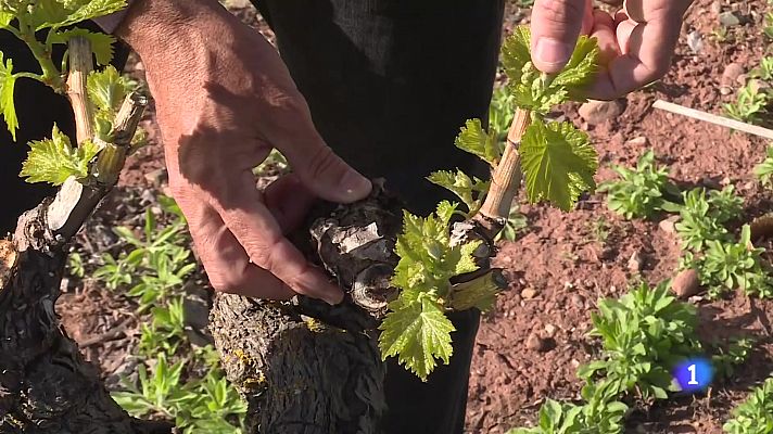 Informativo Telerioja - Informativo Telerioja  - 16/04/24 - Ver ahora