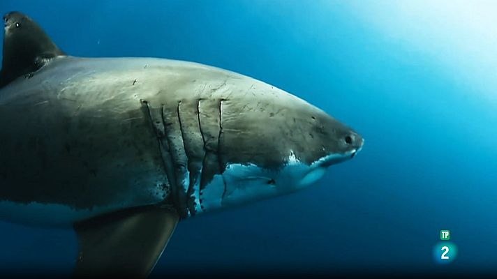 Som Documentals - Súper sentits, forces especials: Cossos d'elit