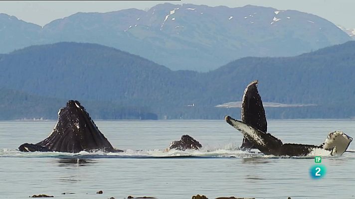 Som Documentals - Súper sentits, forces especials: Navy Seals