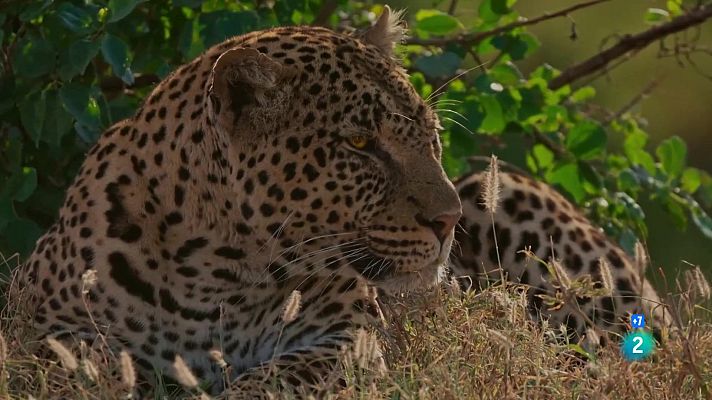Som Documentals - La solitud del lleopard