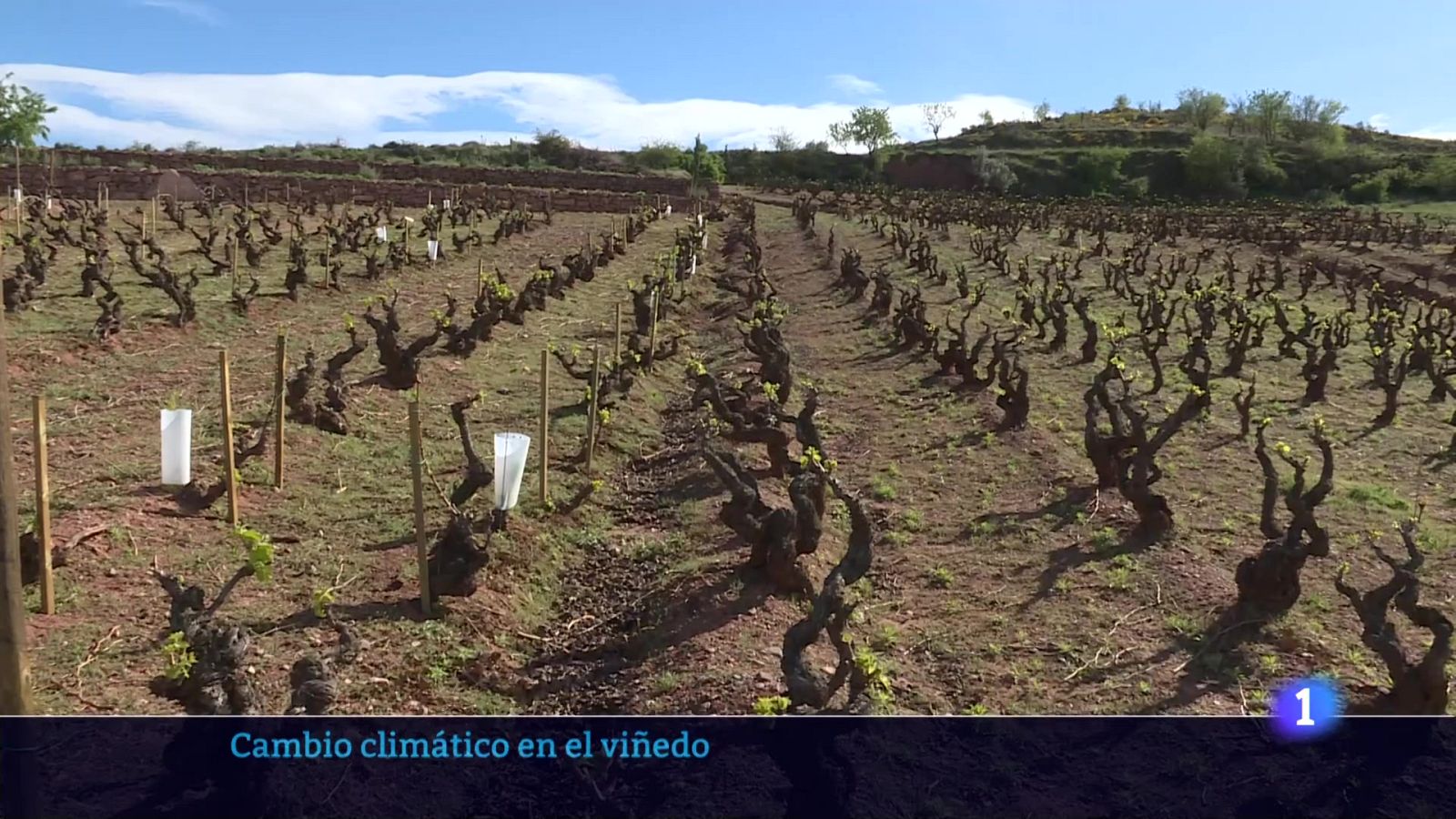 Informativo Telerioja 2 - 16-04-2024 | Ver