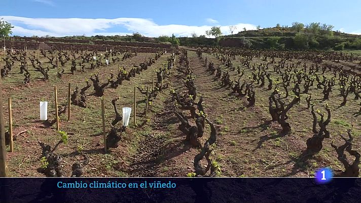 Informativo Telerioja - Informativo Telerioja 2 - 16-04-2024