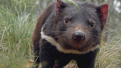 La vida secreta del demonio de Tasmania - Episodio 1: Un demonio en la tierra