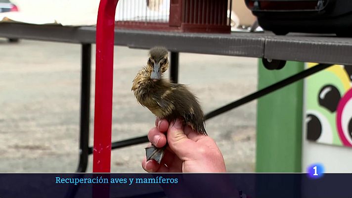 Informativo Telerioja  - 17/04/24 - Ver ahora