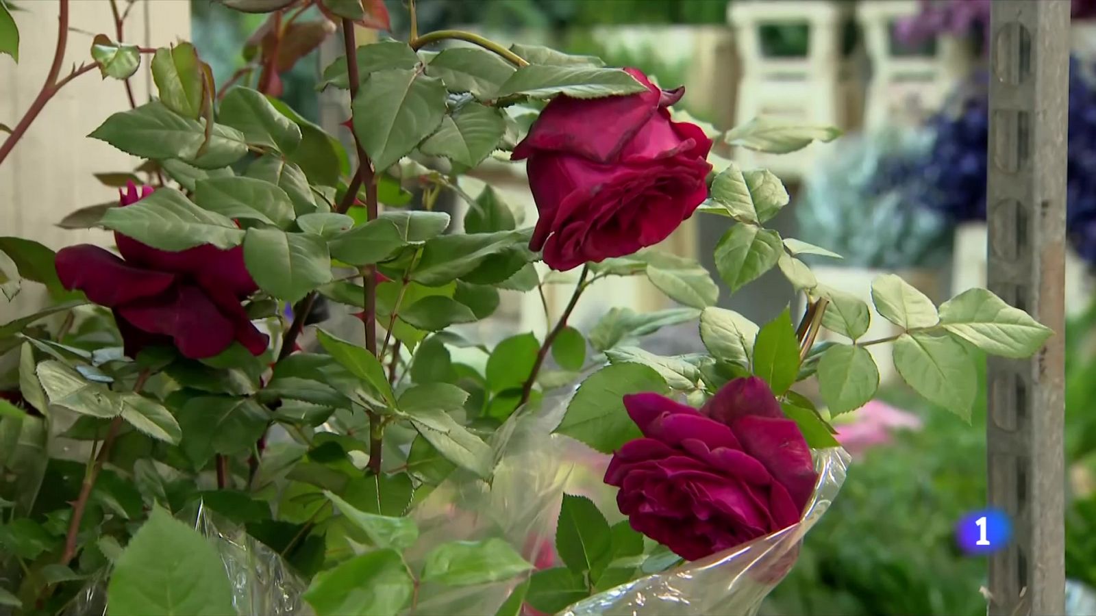 7 milions de roses per a Sant Jordi - L'Informatiu | Veure