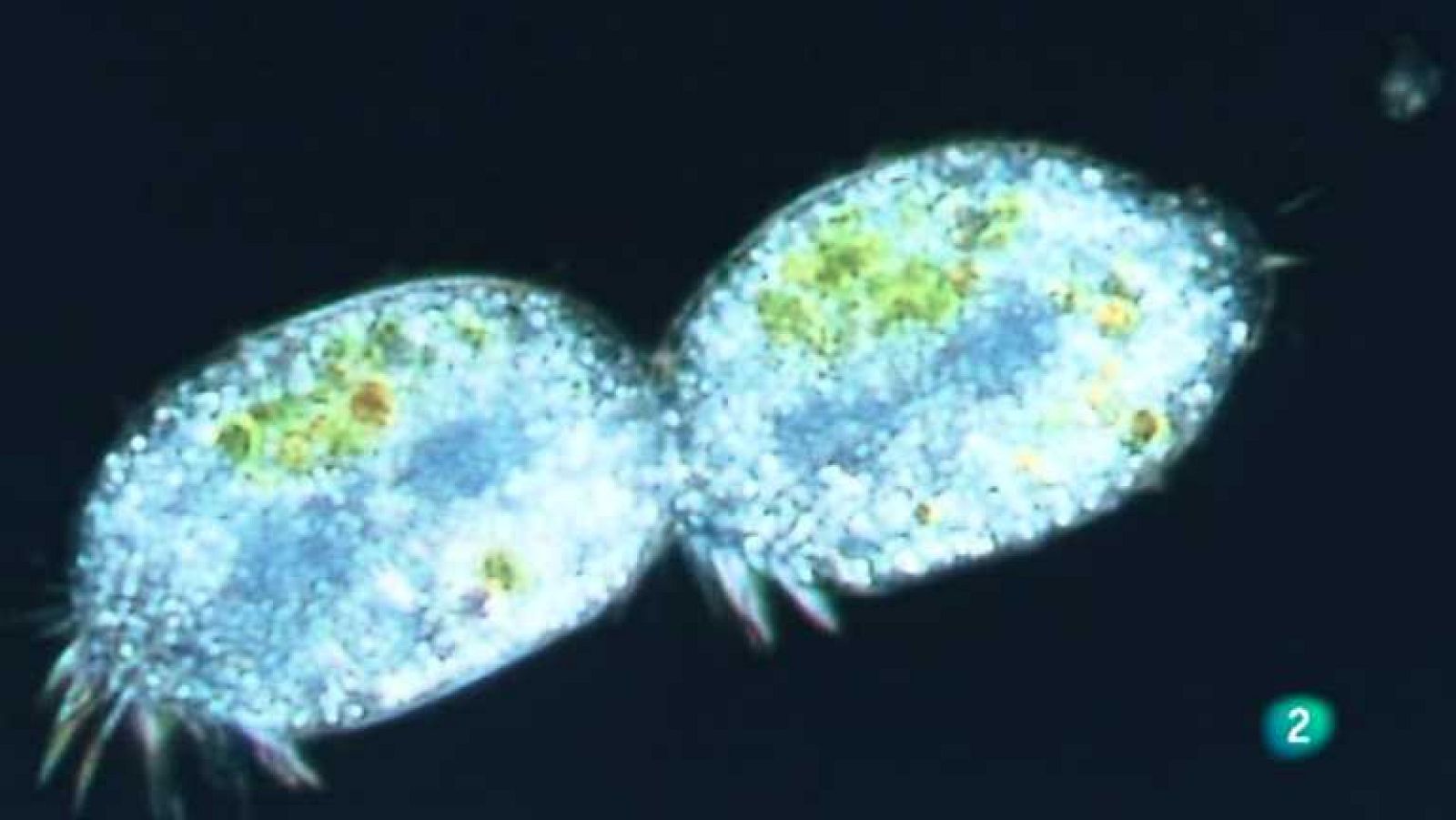 La aventura del saber - 10/12/12 - ver ahora