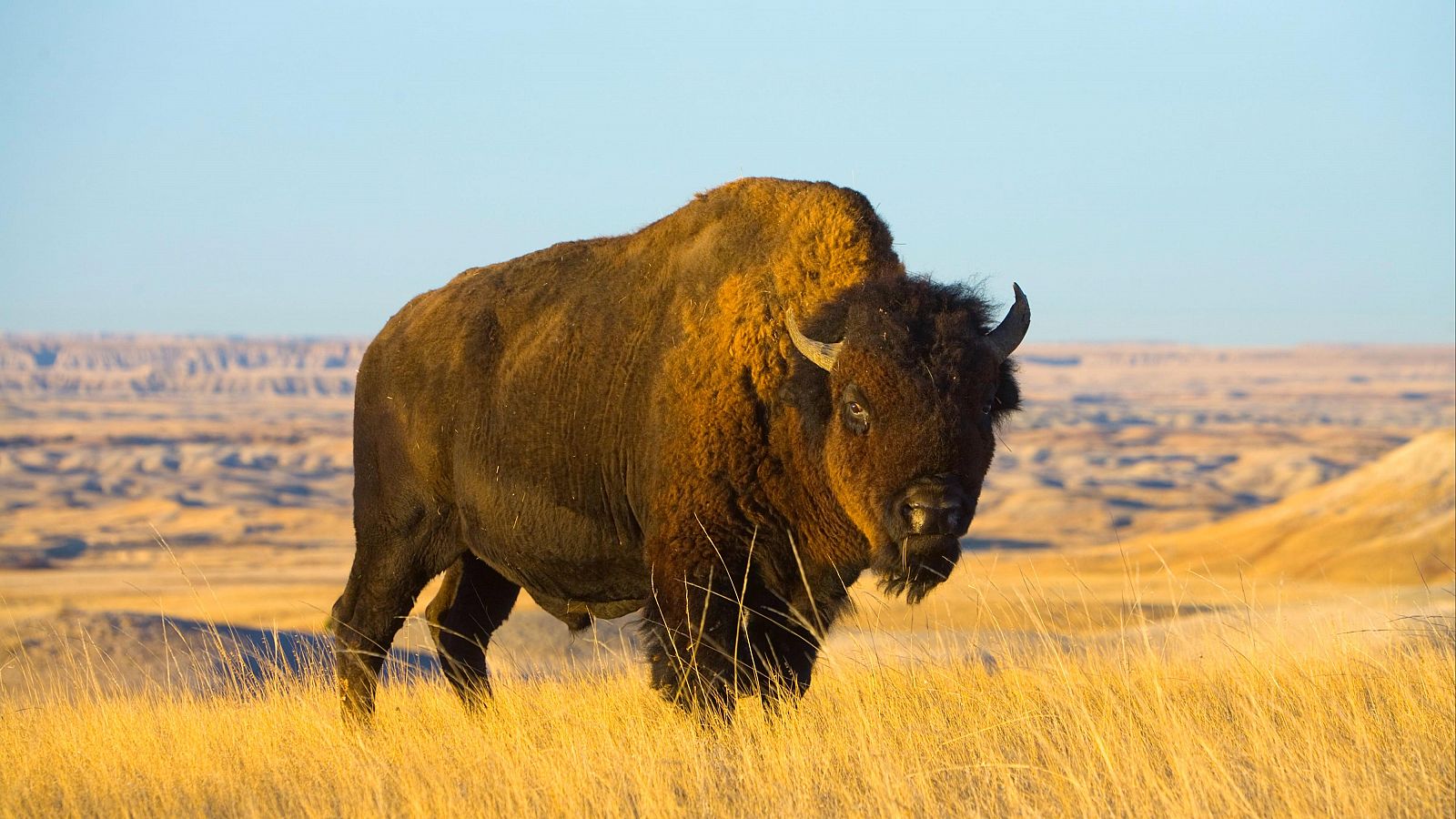 Bisontes en Castilla-La Mancha para prevenir incendios