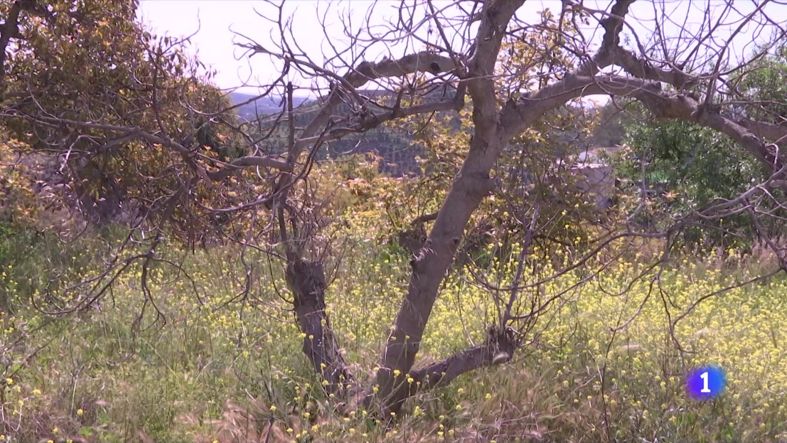 La Axarquía malagueña, sin aguacates | Ver