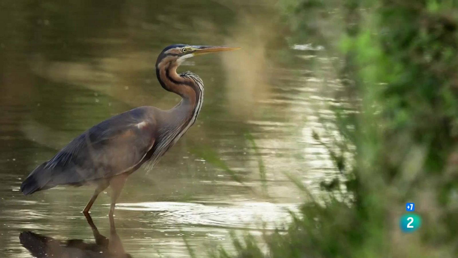 Grans Documentals - Habitants ocults de Sierra Morena - Veure ara