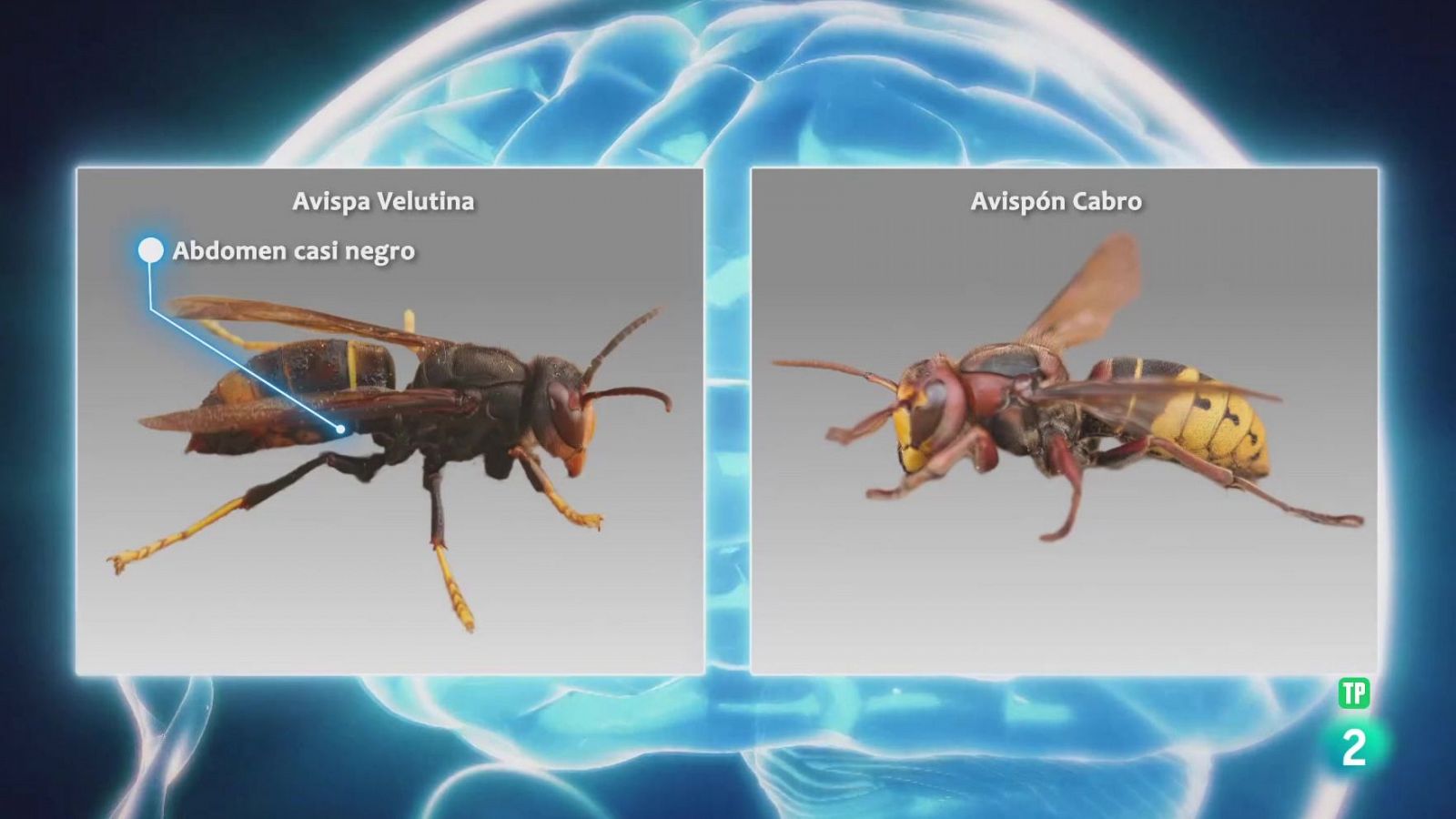 CIFP Cerdeño. Seguridad y Medio Ambiente | Ver