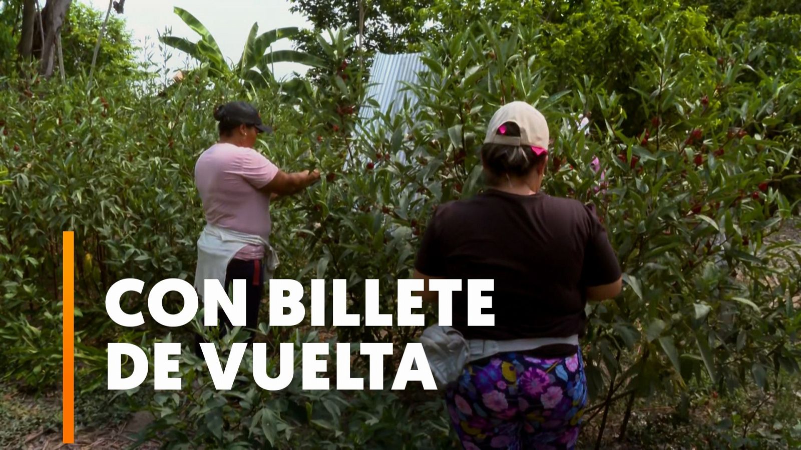 España busca en Colombia recolectores de fruta para trabajar la temporada