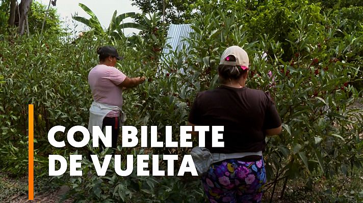 España busca en Colombia recolectores de fruta para trabajar la temporada