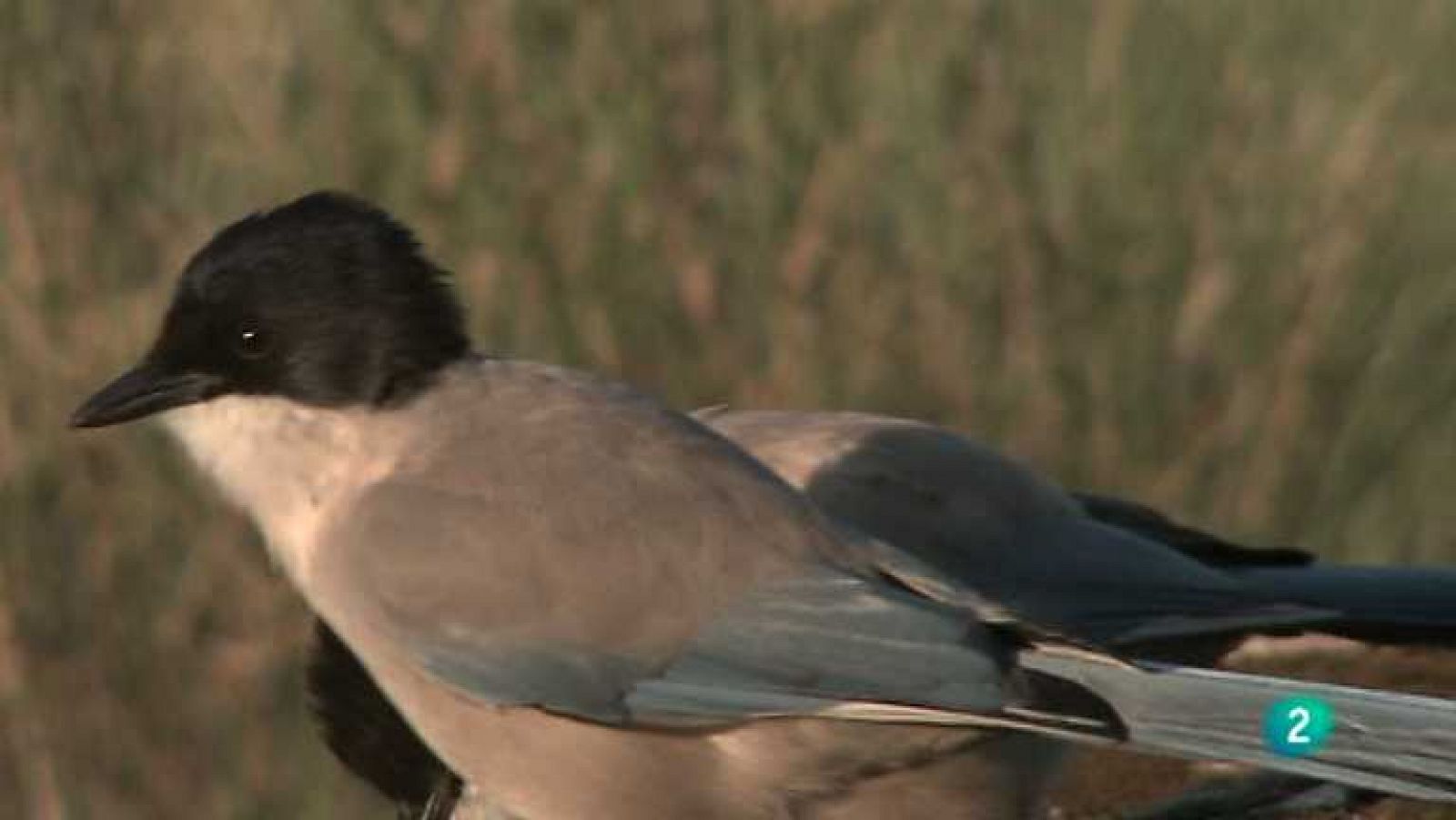 Biodiario - 10/12/12 - ver ahora