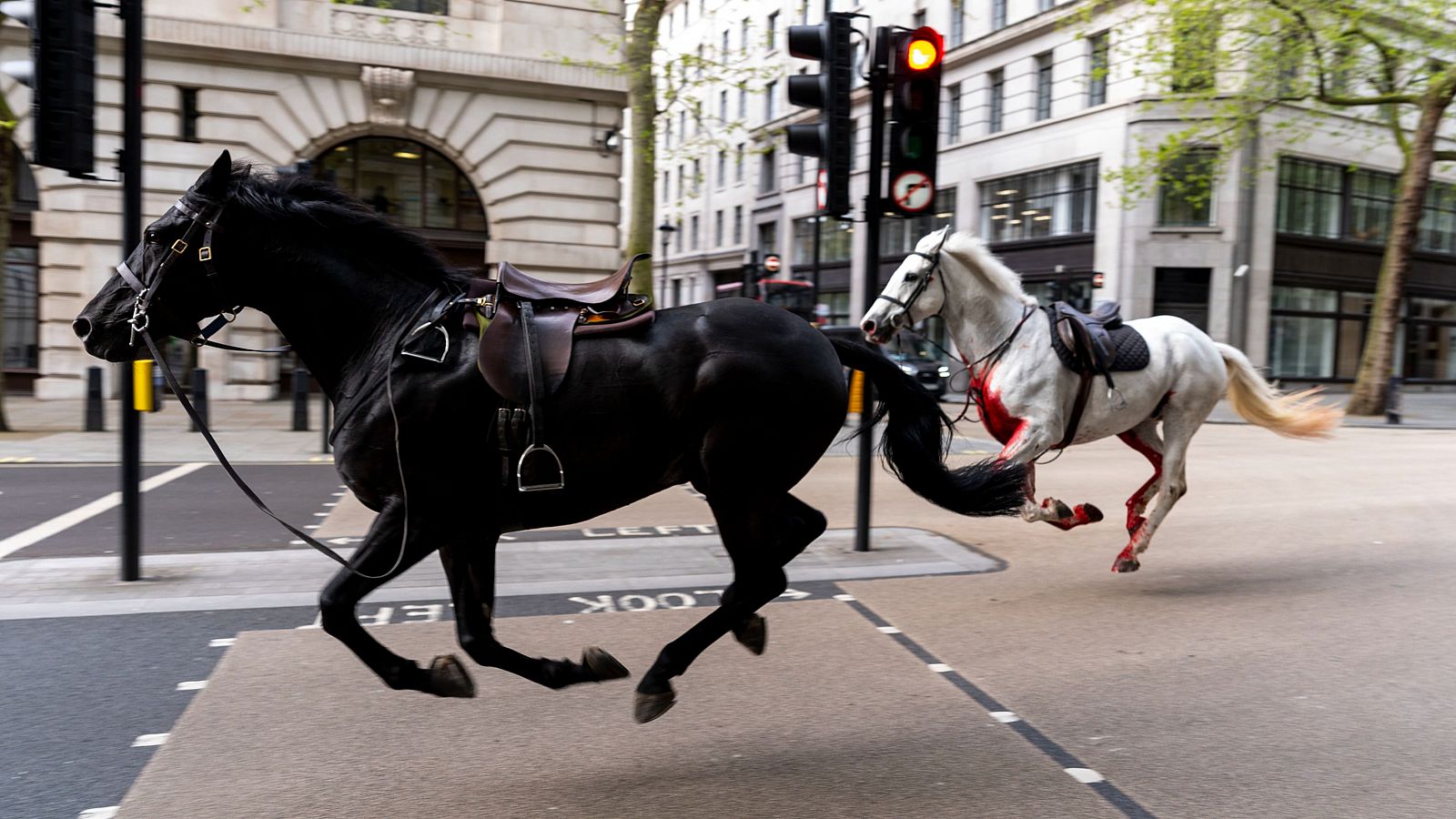 Cinco caballos de la Caballería Real Británica se escapan y hieren a cuatro personas
