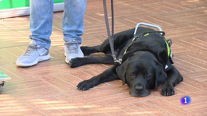 L'informatiu - Comunitat Valenciana - L'Informatiu Comunitat Valenciana 2 - 24/04/24