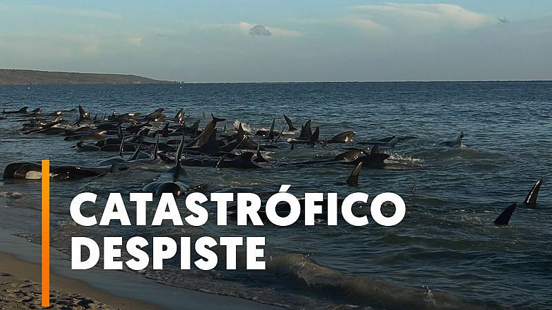 Unas 160 ballenas piloto acaban varadas en una playa de Dunsborough en Australia