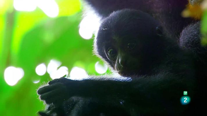 Som Documentals - El gibó, el simi cantaire: Instint musical