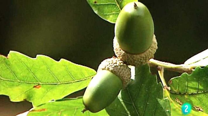 El bosque protector - Alcornocales, la última selva
