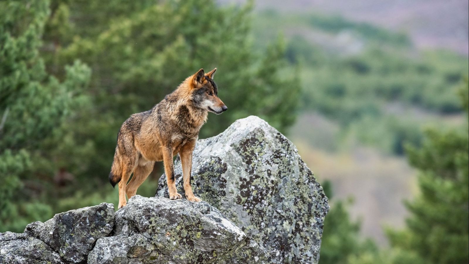 La situación del lobo ibérico en España: los científicos estudian su población