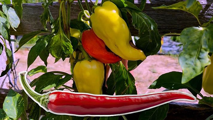 Va de verd - Cultivar xili